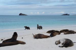 The Galapagos Islands || wanderlustingtraveler.wordpress.com